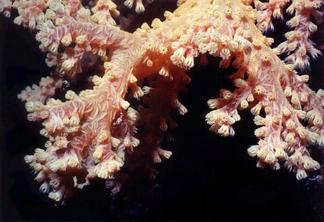 SoftCoral